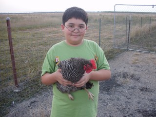 San Antonio Chickens