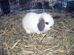 Bunnies for Sale In San Antonio