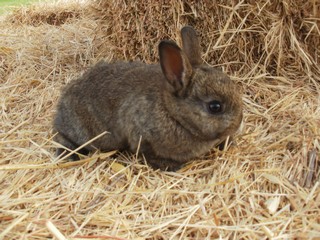 Live rabbits hot sale for sale